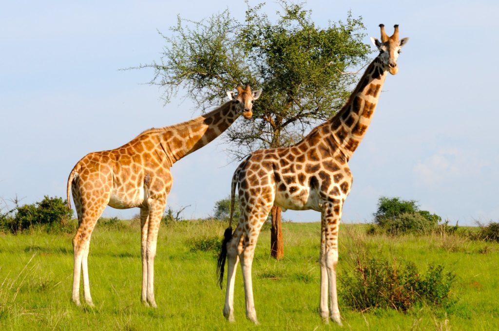 Safari Tours: Where Can You See The Giraffes In Africa?