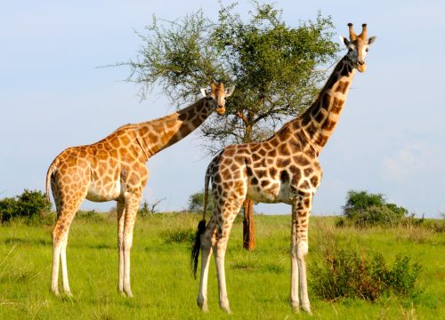 Safari Tours: Where Can You See The Giraffes In Africa?