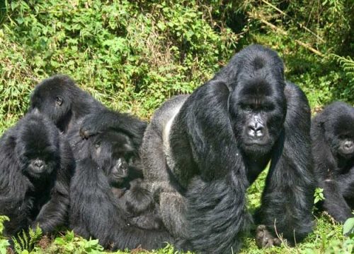  Bwindi Impenetrable National Park