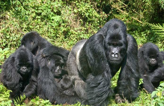 3 Day Gorilla Trekking in Bwindi Impenetrable National Park