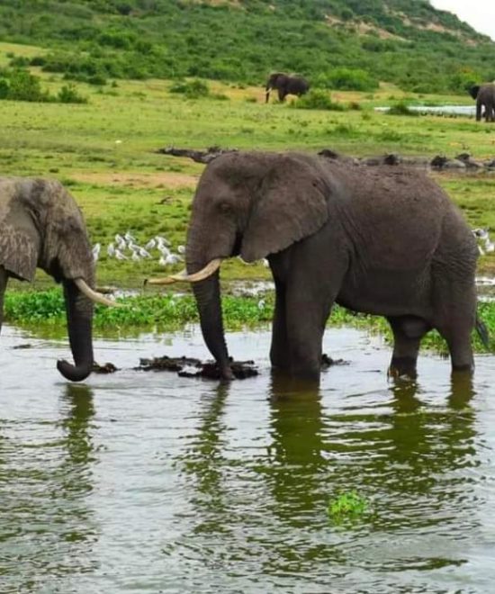 Elephant Viewing