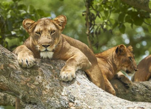 Queen Elizabeth National Park