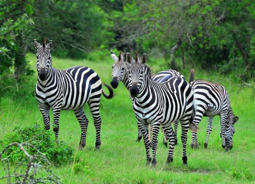 Safari to Lake Mburo National GamePark